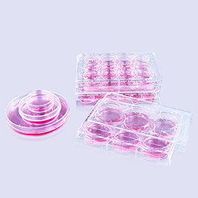 多聚-D-賴氨酸包被表面產(chǎn)品