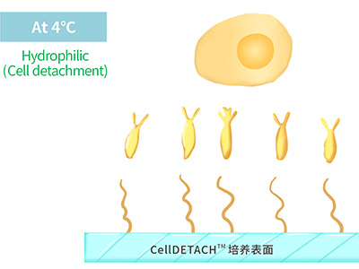 4℃時(shí)，溫敏聚合物涂層為高分子伸直狀態(tài)，表現(xiàn)為親水性，利于貼壁細(xì)胞的脫落