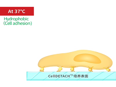 37℃時(shí)，溫敏聚合物涂層為高分子卷縮狀態(tài)，表現(xiàn)為輕度疏水性，更有利于細(xì)胞的貼附