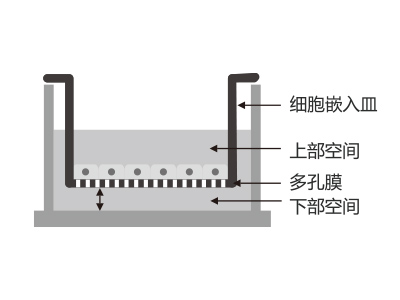懸掛式設(shè)計(jì)，嵌入皿移細(xì)胞嵌入皿移動時(shí)單層細(xì)胞不受影響上部空間 ，還能防止培養(yǎng)液通過中毛細(xì)作用流失